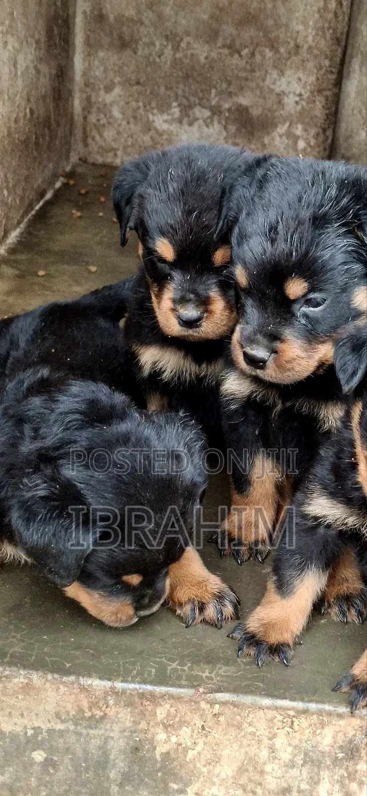 1-3 months Male Purebred Rottweiler