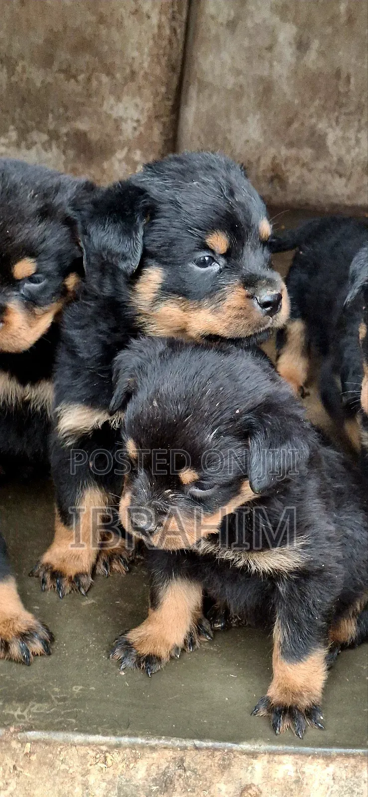 1-3 months Male Purebred Rottweiler