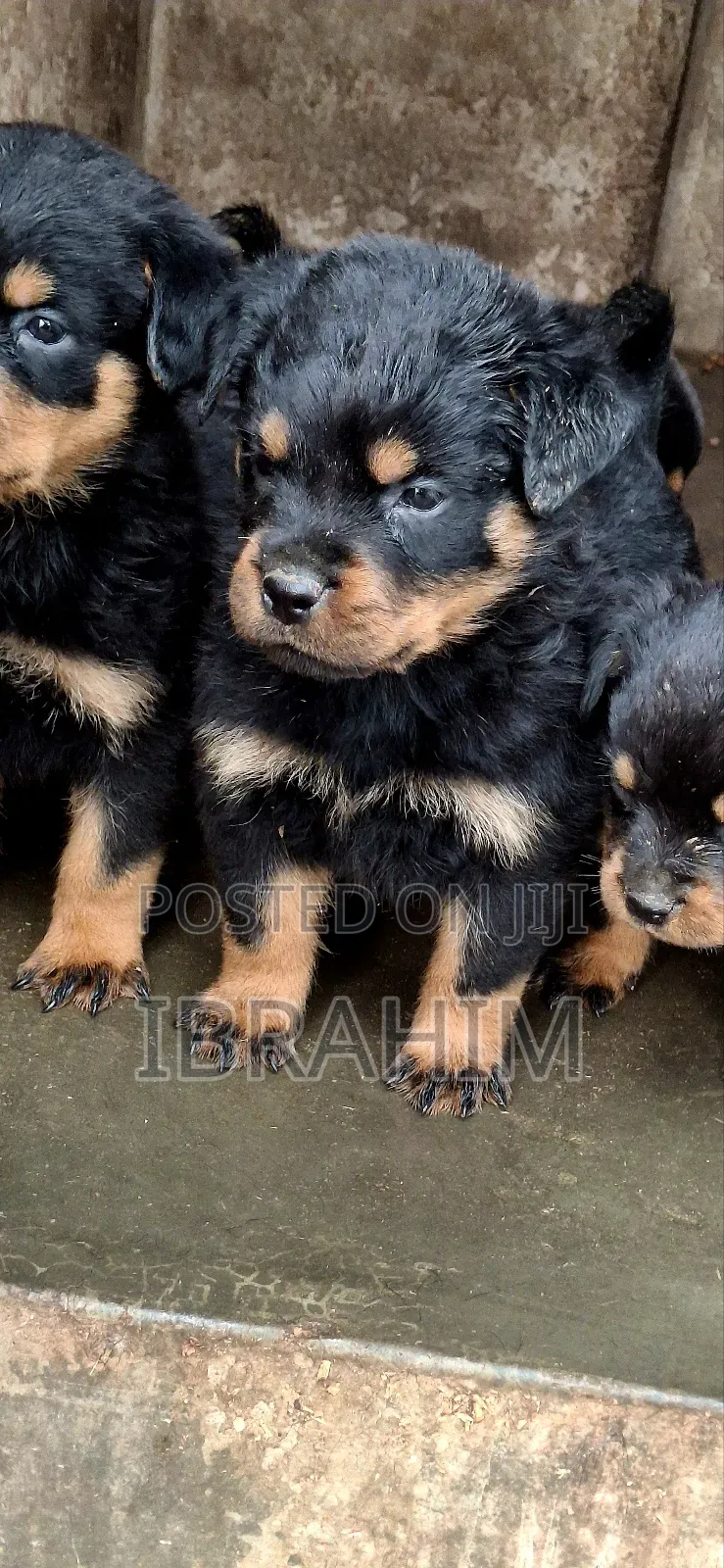 1-3 months Male Purebred Rottweiler