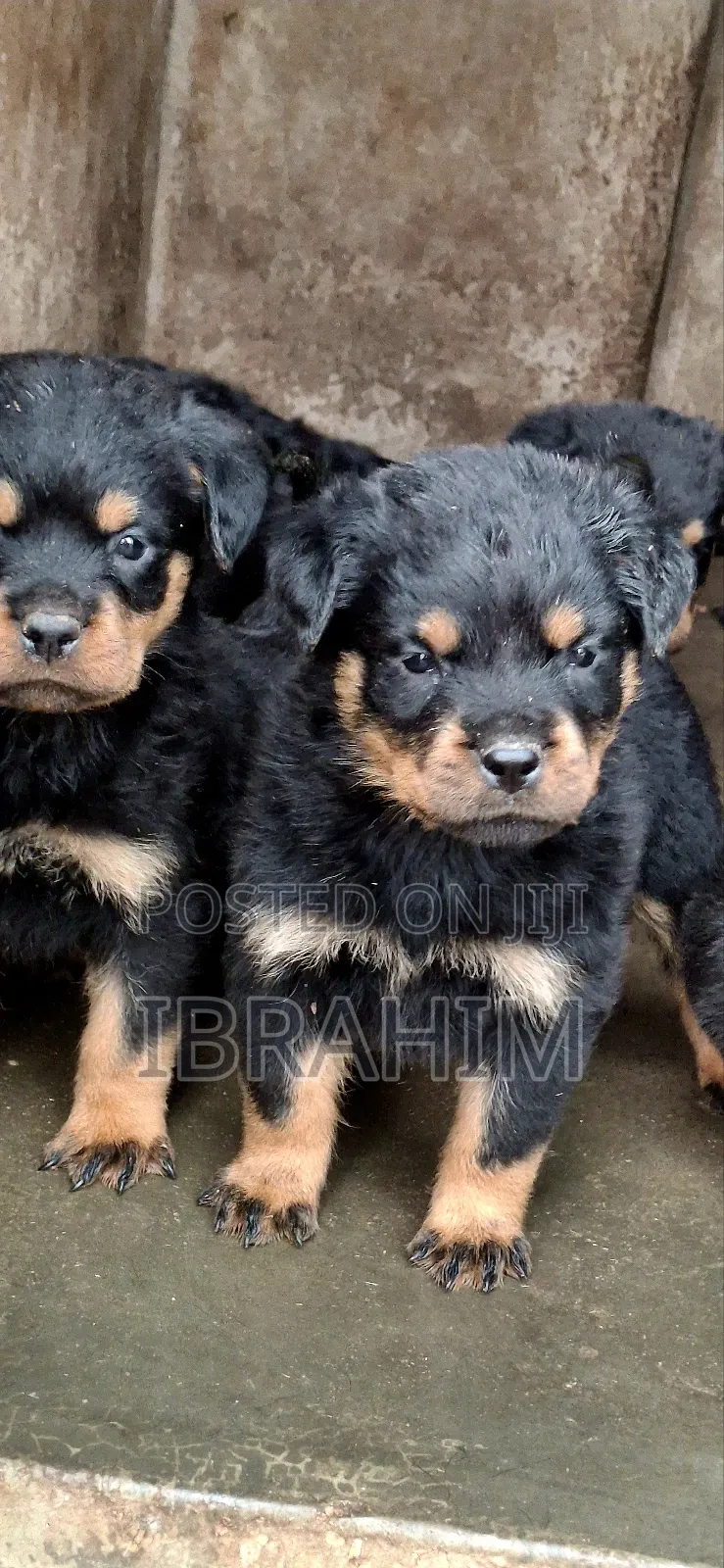 1-3 months Male Purebred Rottweiler