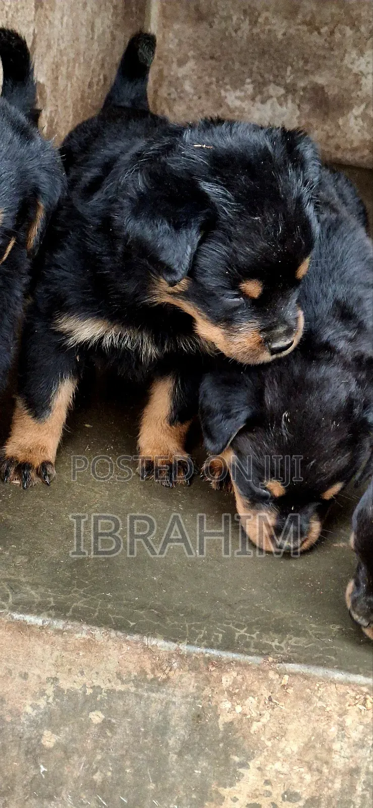 1-3 months Male Purebred Rottweiler