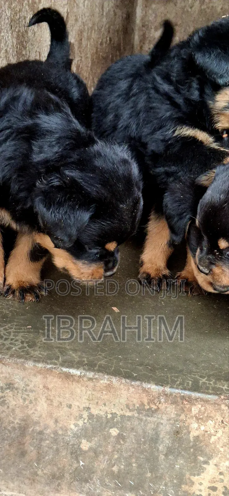 1-3 months Male Purebred Rottweiler