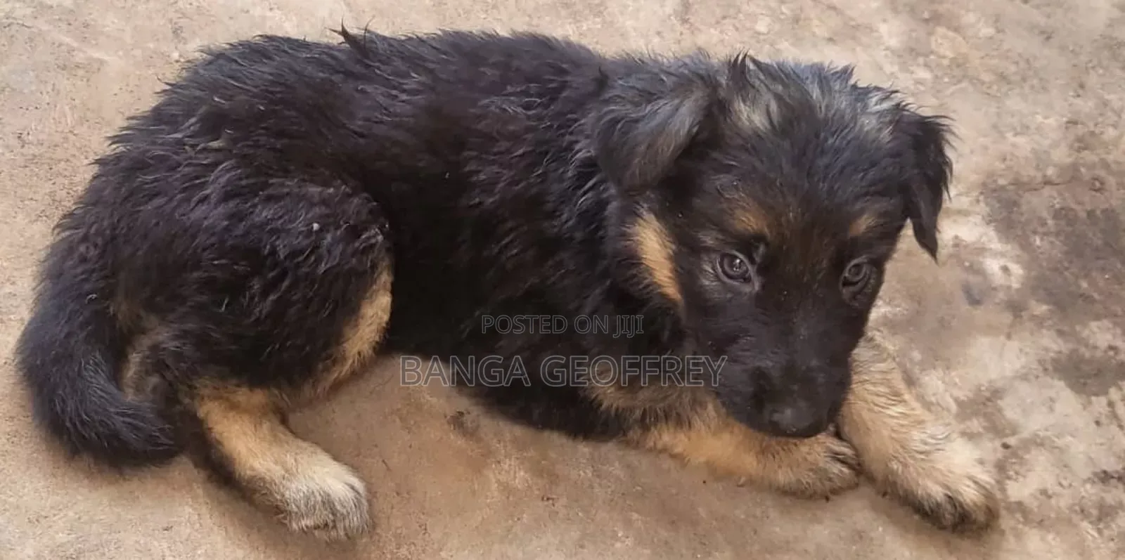 1-3 months Male Purebred German Shepherd