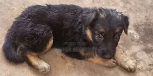 Photo - 1-3 months Male Purebred German Shepherd