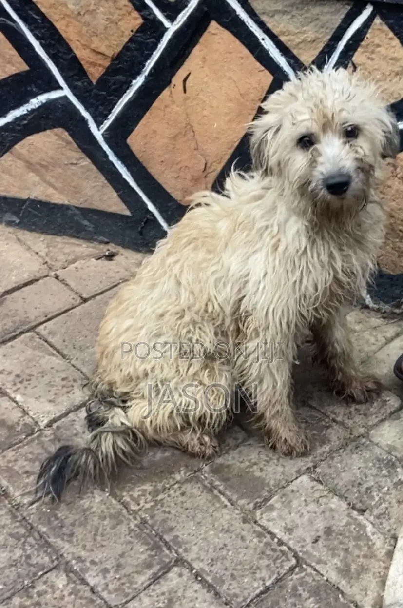 3-6 months Male Purebred Maltese