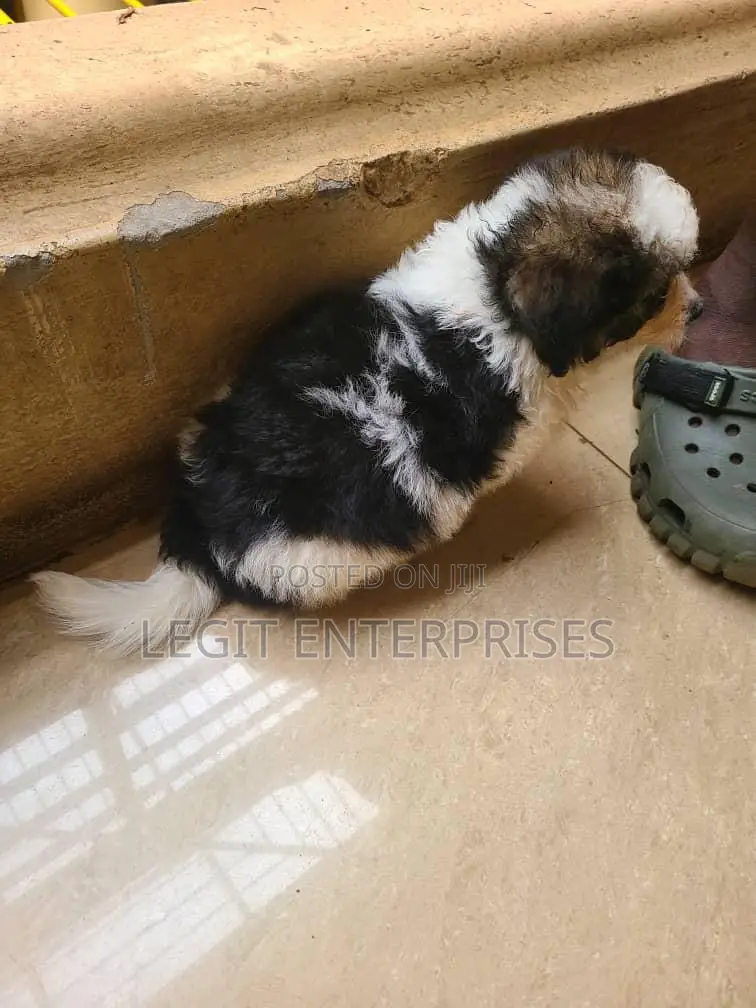 3-6 months Female Purebred Maltese