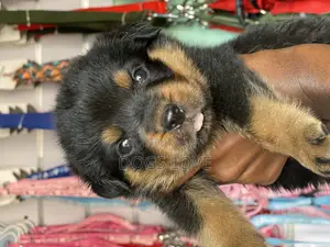 1-3 months Male Purebred Rottweiler
