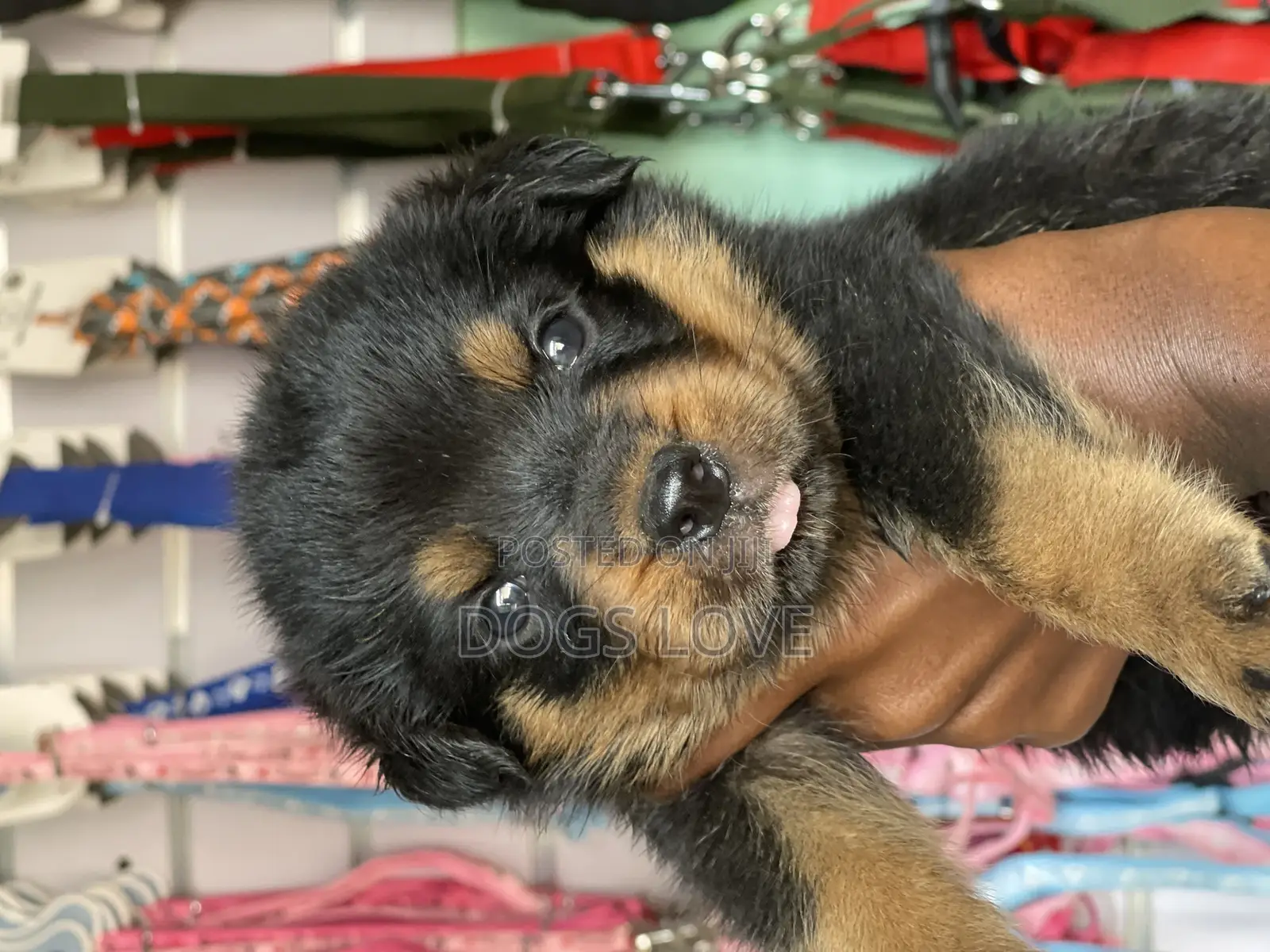 1-3 months Male Purebred Rottweiler