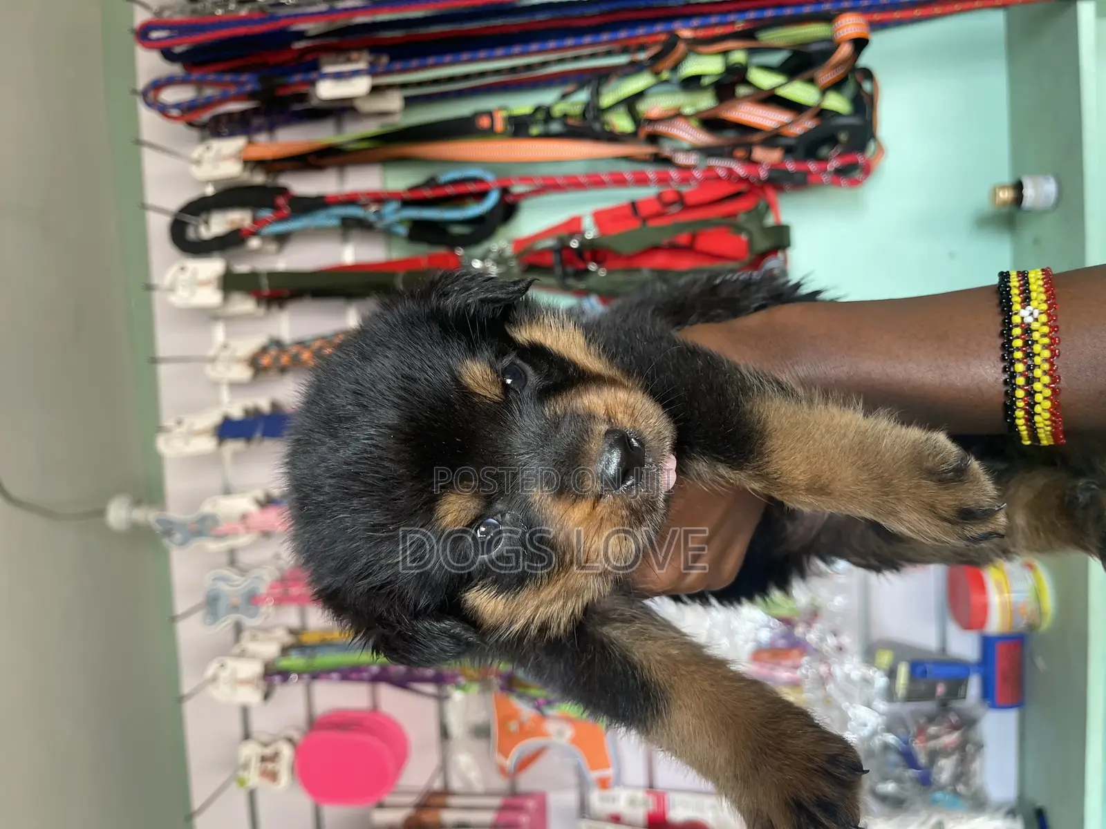 1-3 months Male Purebred Rottweiler