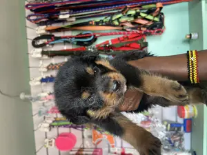 1-3 months Male Purebred Rottweiler