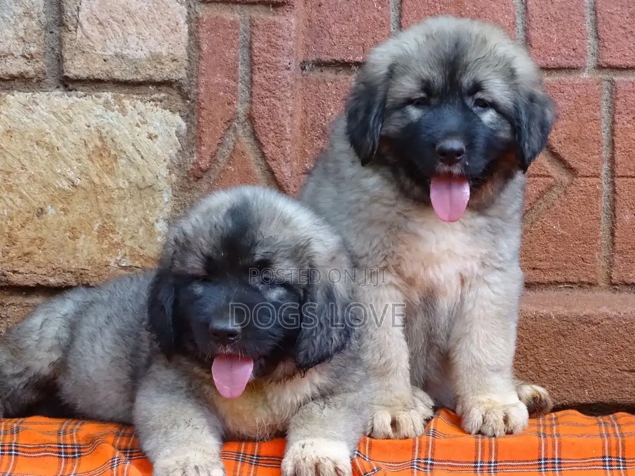 1-3 months Male Purebred Caucasian Shepherd