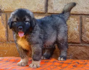 1-3 months Female Purebred Caucasian Shepherd