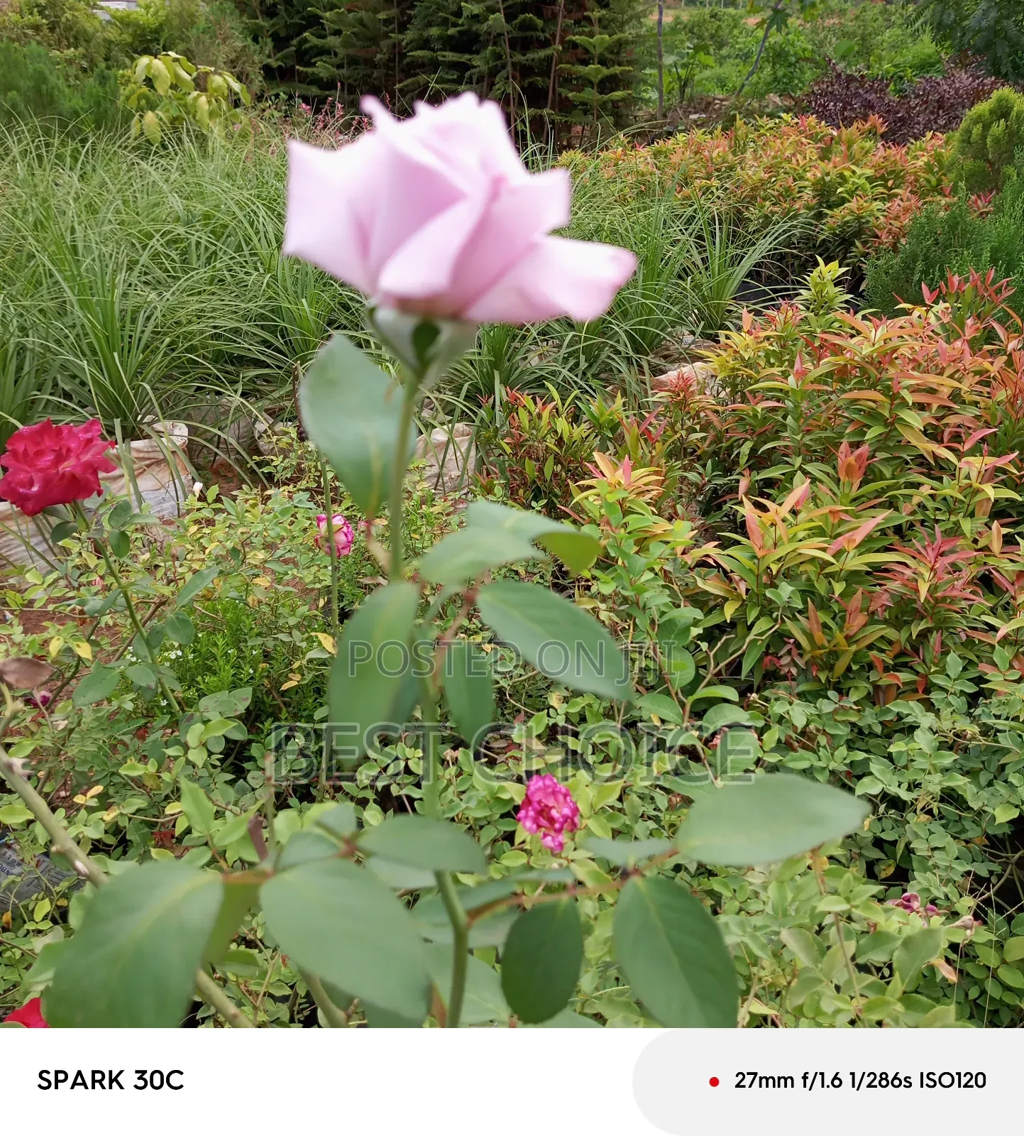 Pink Roses Available at Our Fully Stocked Gardens