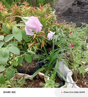 Pink Roses Available at Our Fully Stocked Gardens