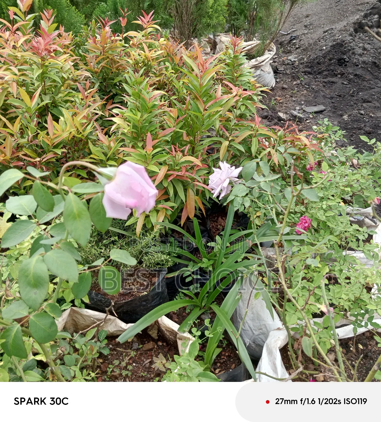 Pink Roses Available at Our Fully Stocked Gardens