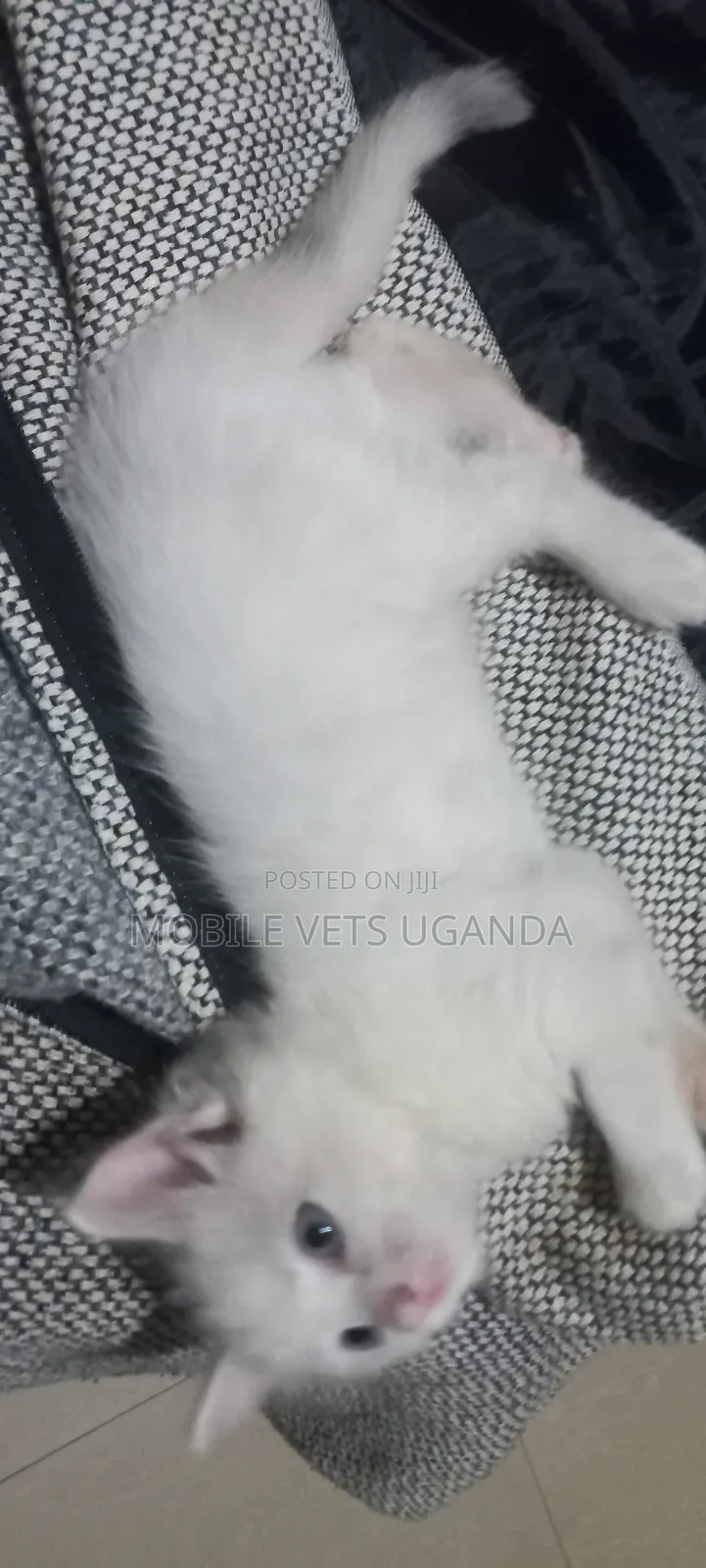 1-3 months Male Purebred American Bobtail