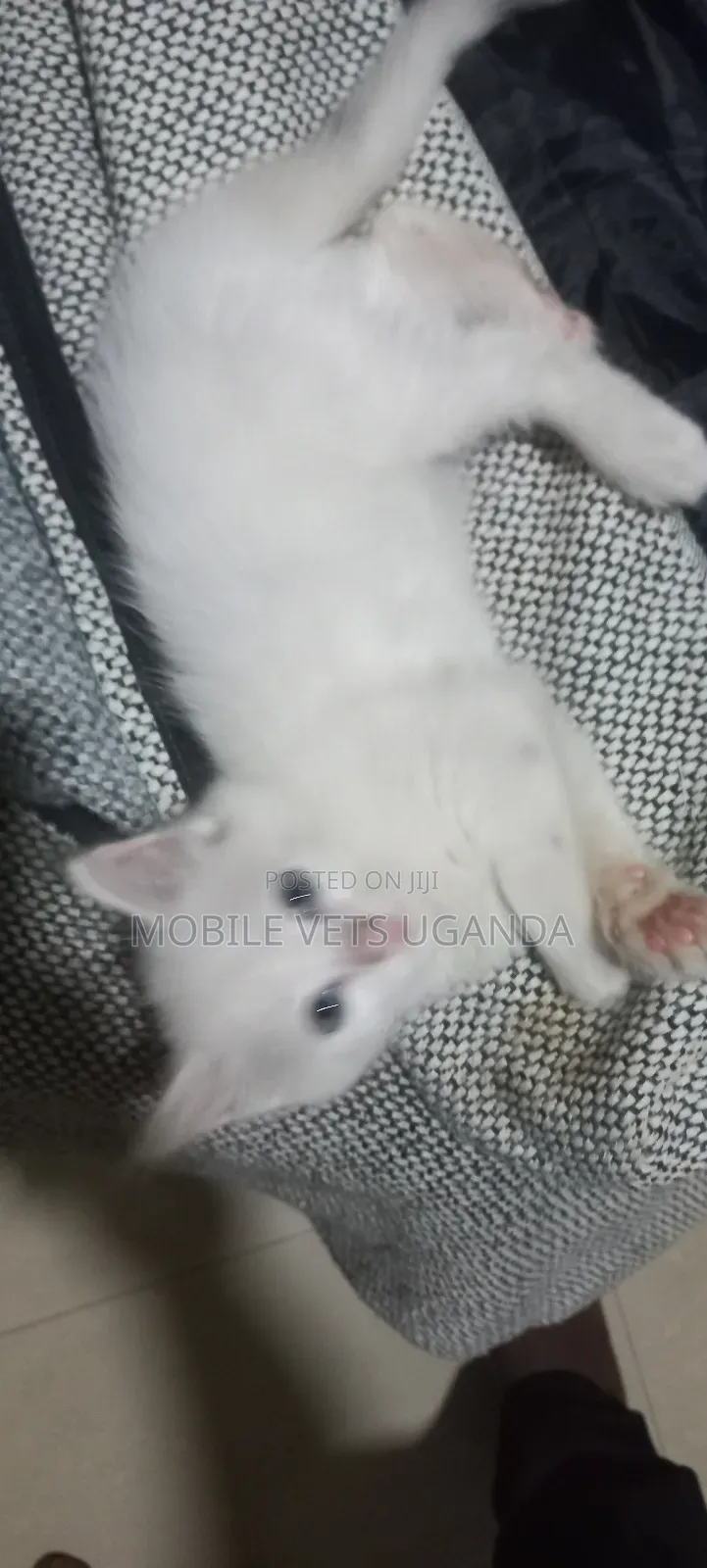 1-3 months Male Purebred Ragamuffin