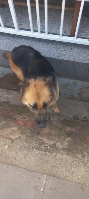 6-12 months Female Purebred German Shepherd