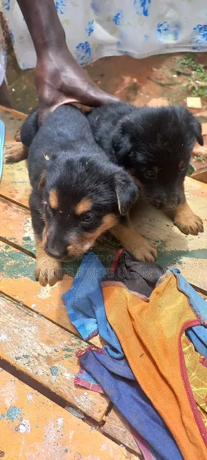 0-1 month Female Purebred German Shepherd