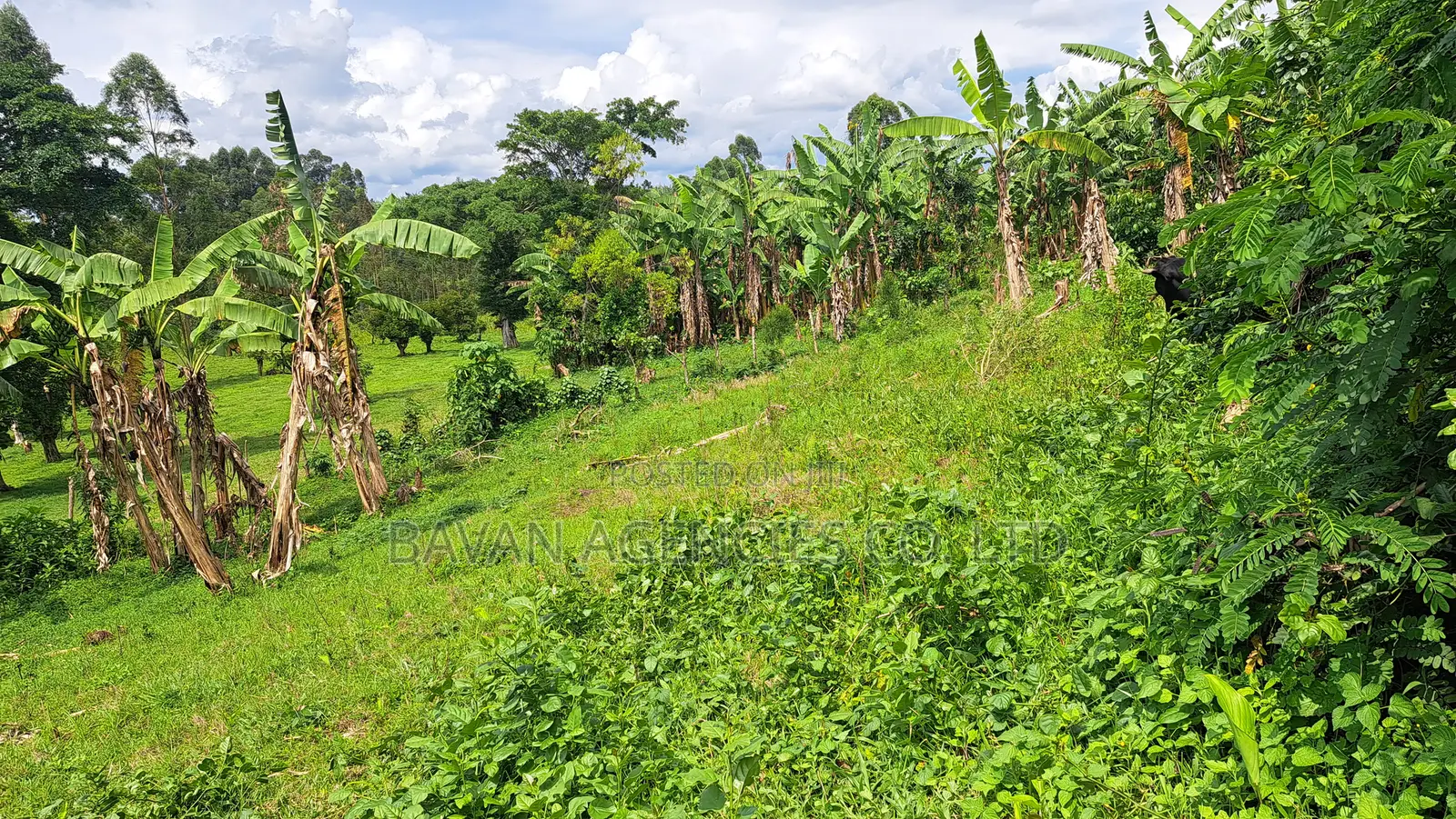 Large Plot of Land in Kiguma, Fort-Portal City
