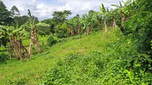 Large Plot of Land in Kiguma, Fort-Portal City