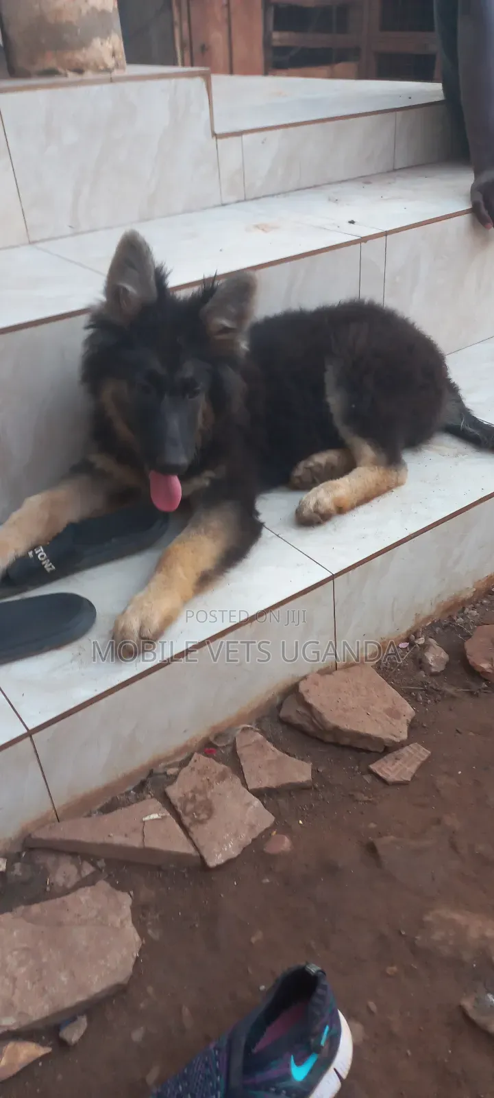 0-1 month Male Purebred German Shepherd