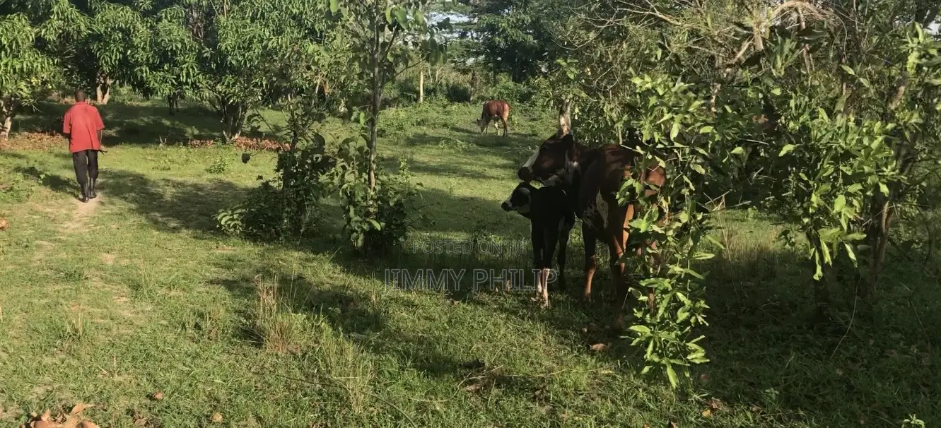 350acres of Land for Sale in Luweero