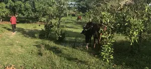 350acres of Land for Sale in Luweero