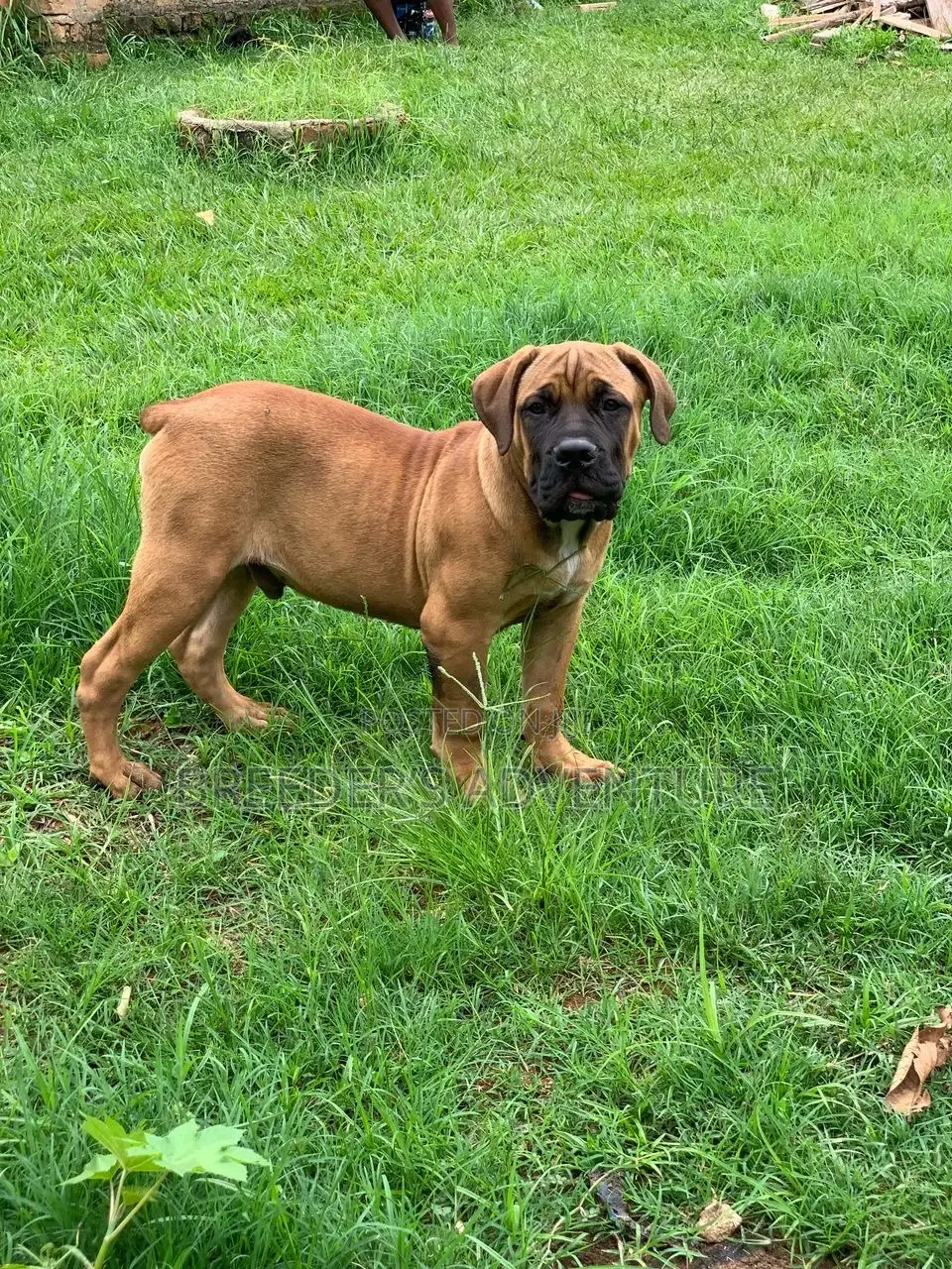 3-6 months Male Purebred Boerboel