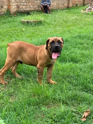 3-6 months Male Purebred Boerboel