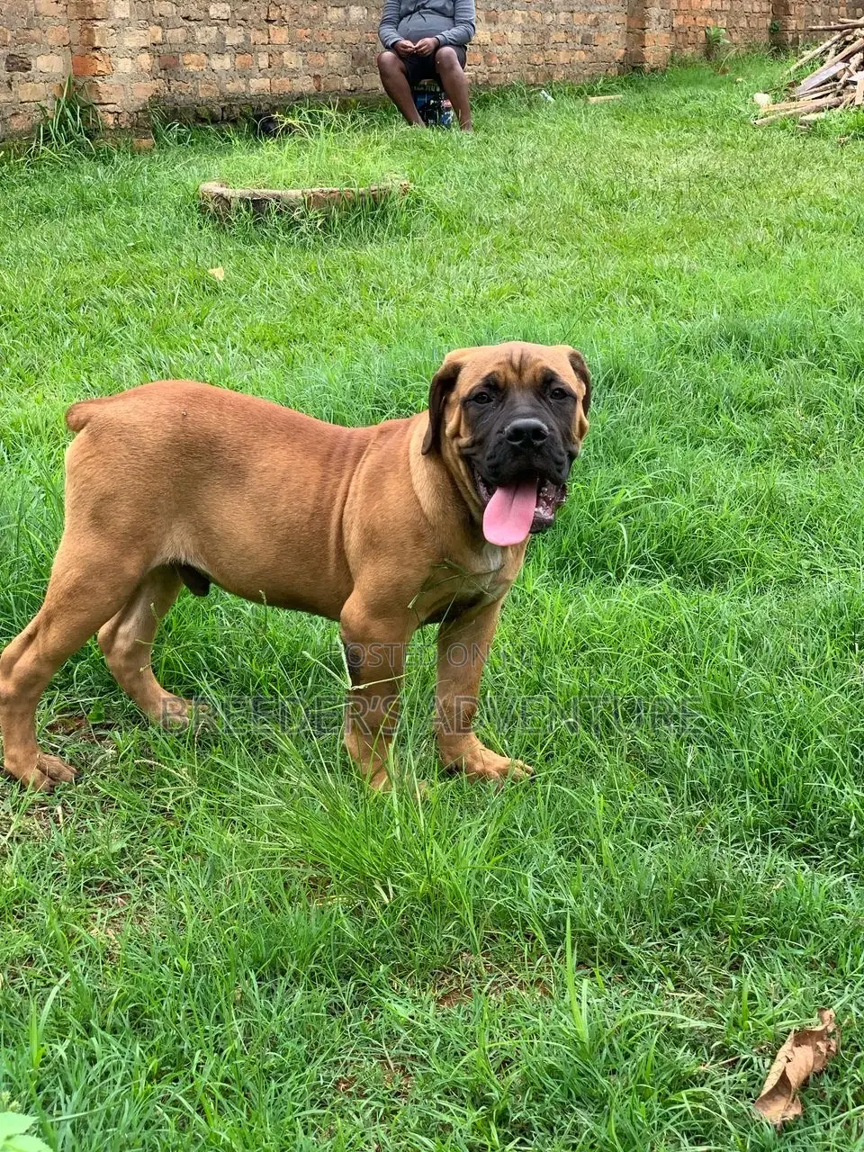 3-6 months Male Purebred Boerboel