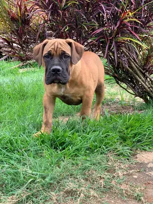 3-6 months Male Purebred Boerboel