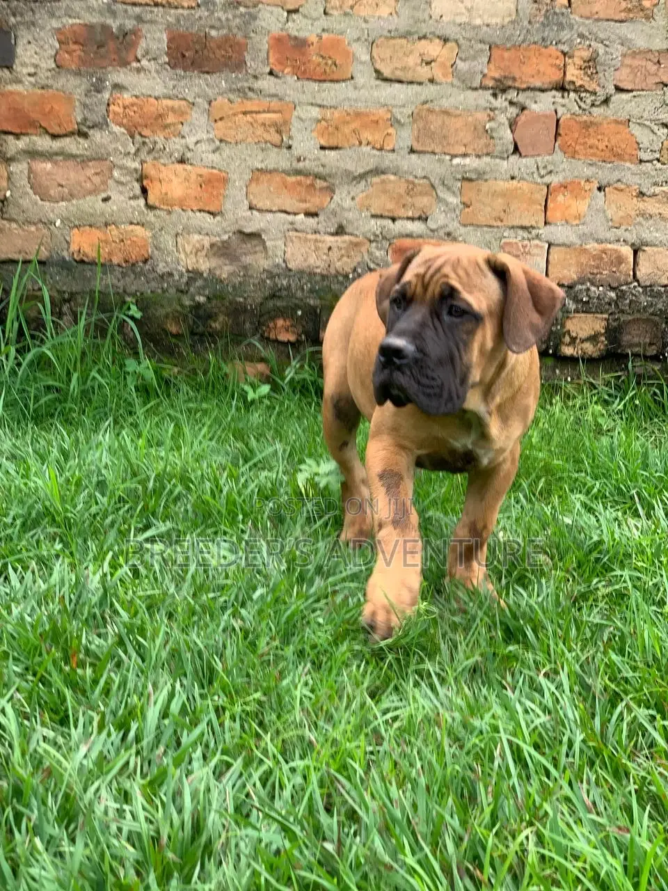 3-6 months Male Purebred Boerboel