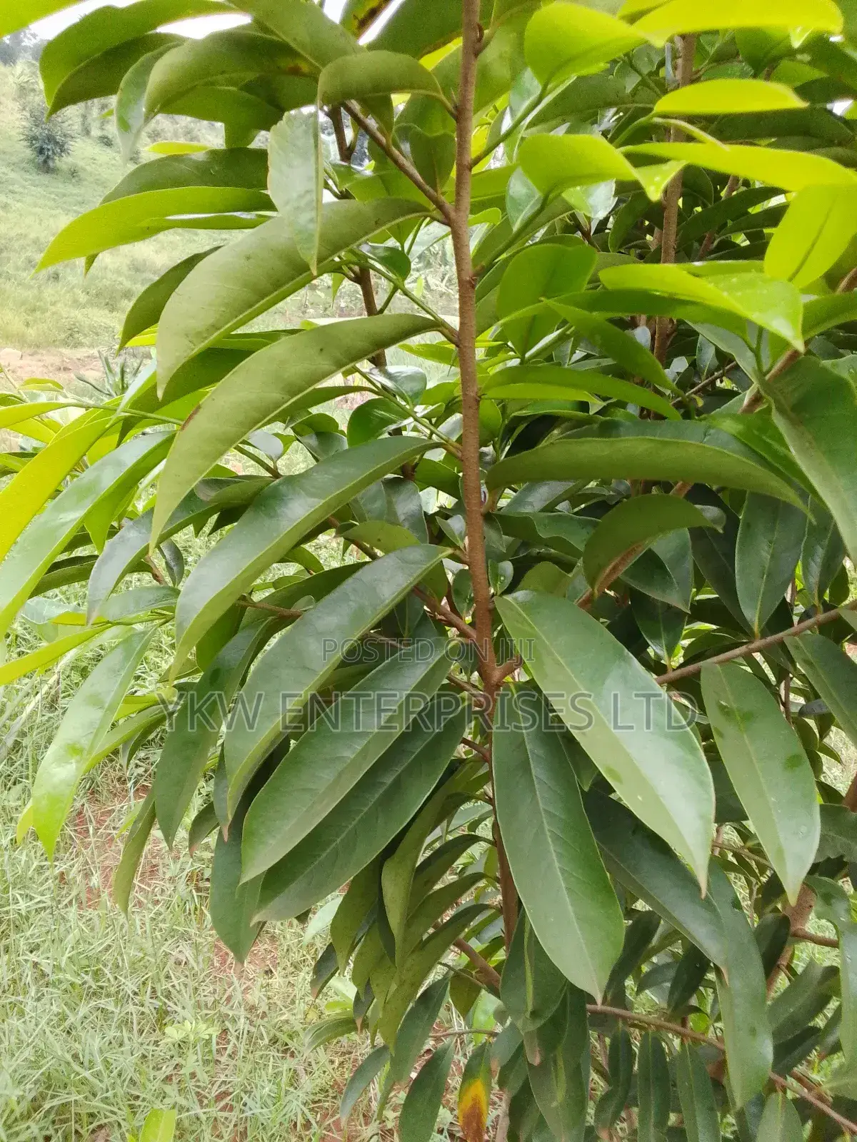 Soursop/Kitafeeri Leaves.
