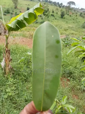Soursop/Kitafeeri Leaves.