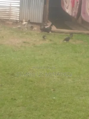 Photo - Local Chicken and Eggs for Sale