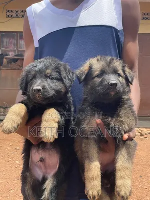Photo - 1-3 months Female Purebred German Shepherd