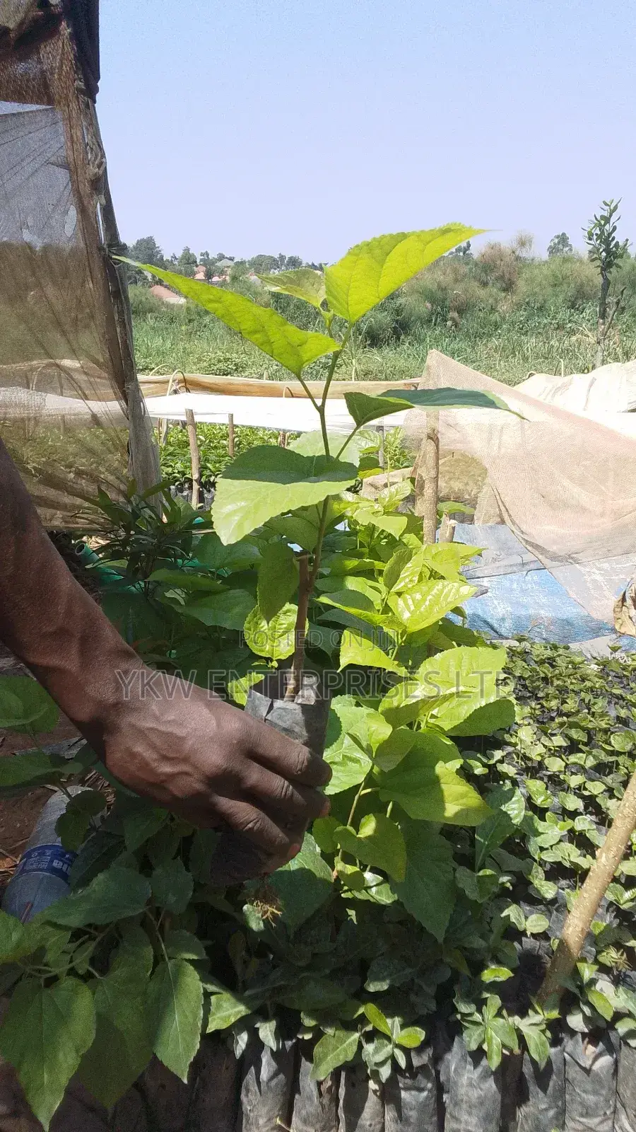 Blackberry Seedlings.