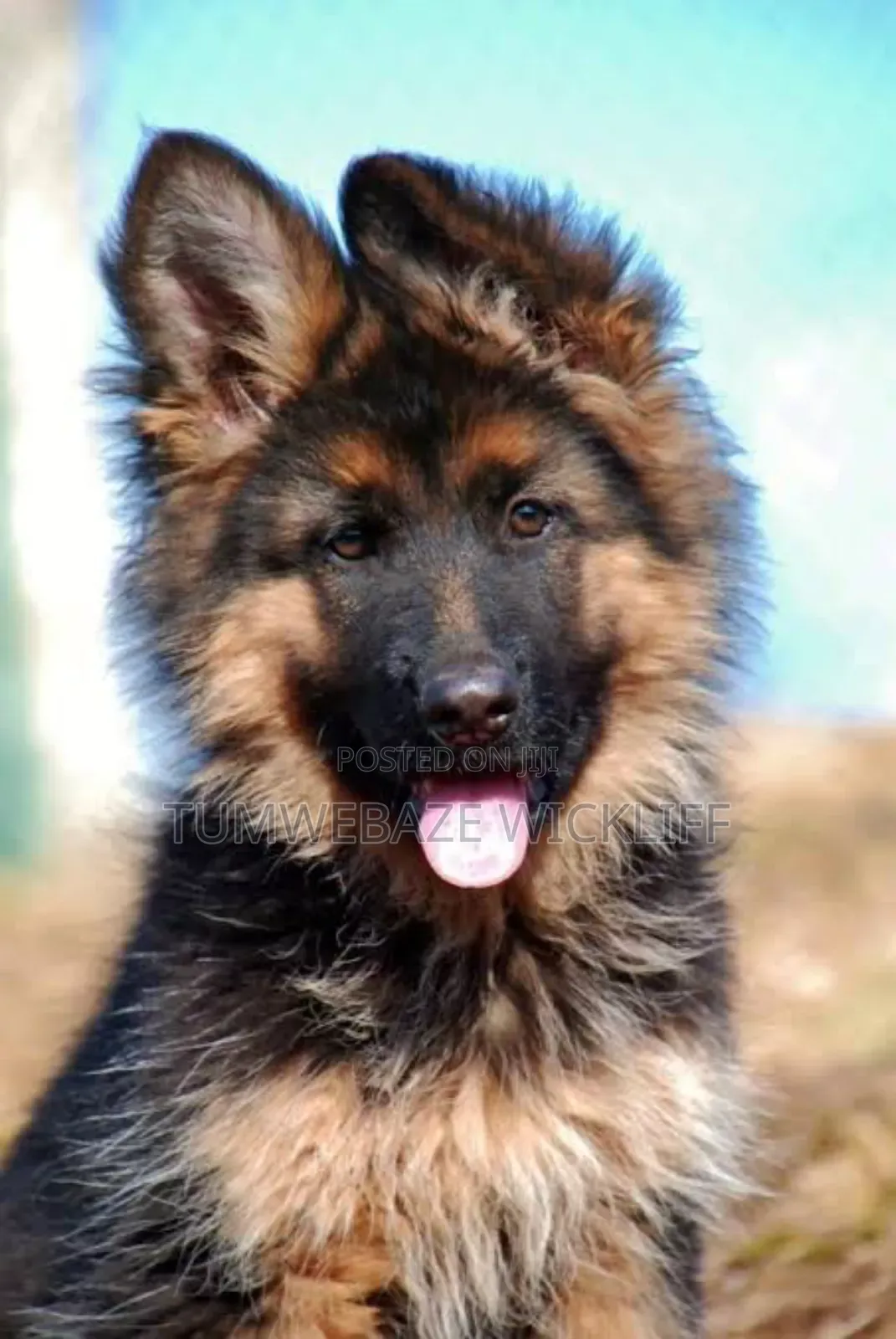 1-3 months Male Purebred German Shepherd