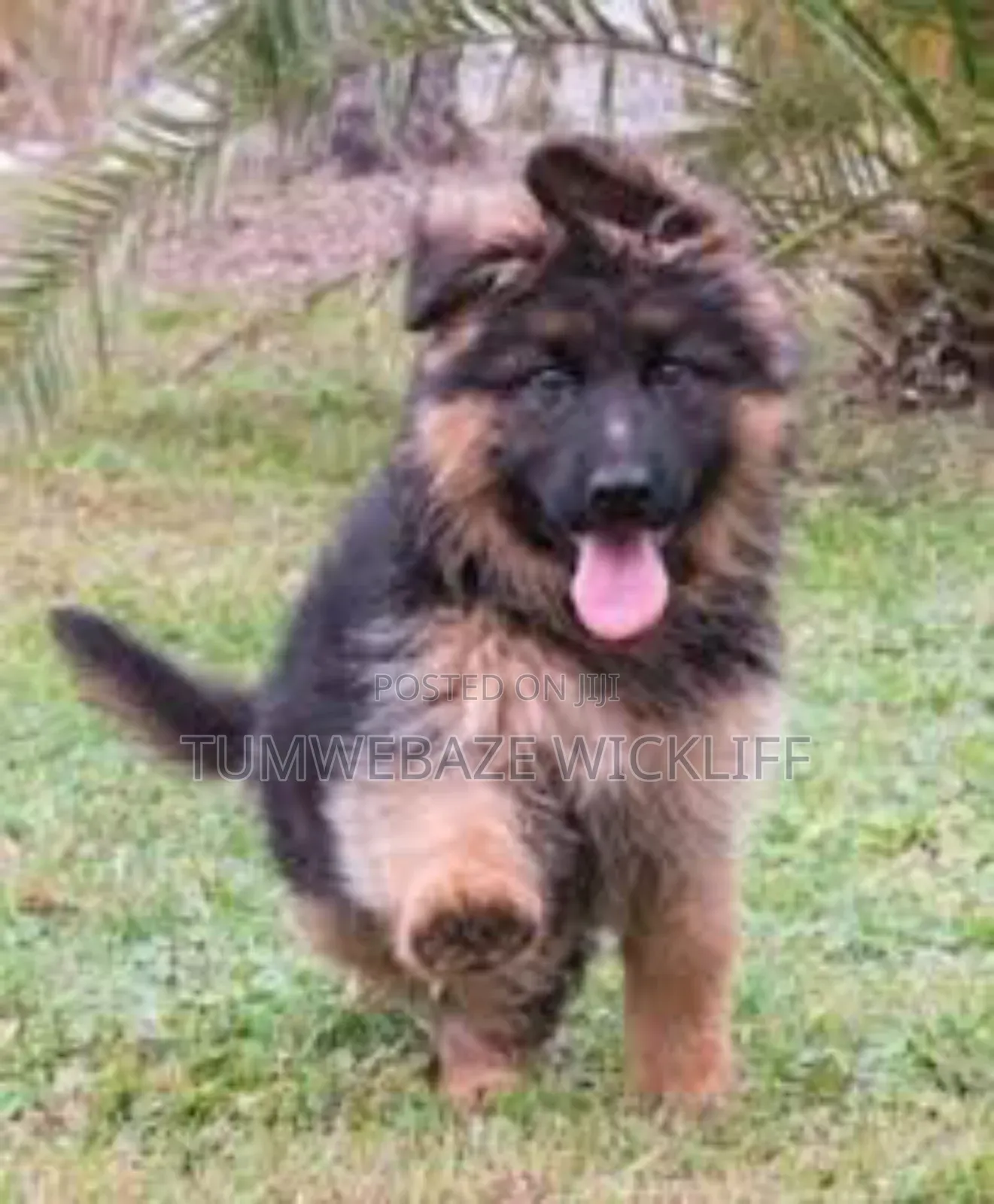 1-3 months Male Purebred German Shepherd
