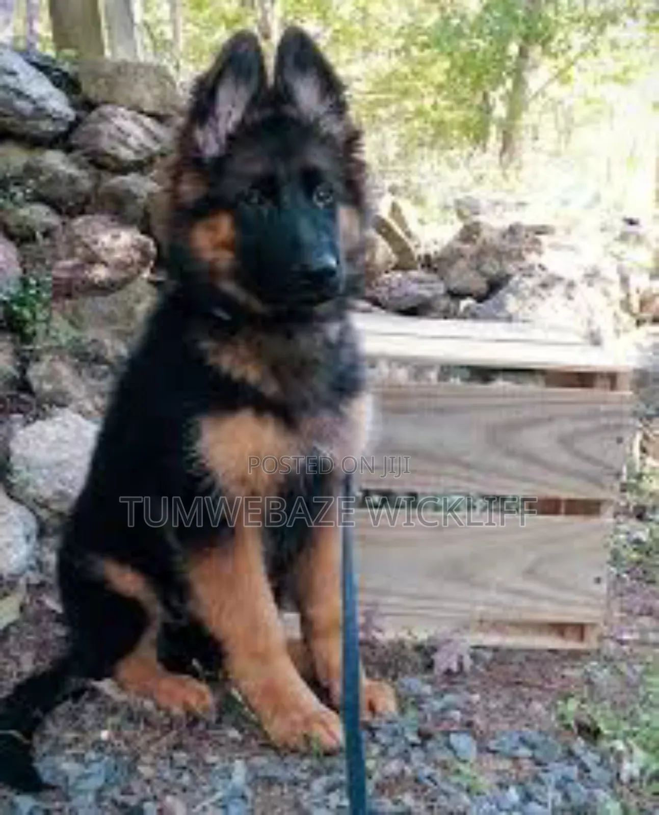 1-3 months Male Purebred German Shepherd