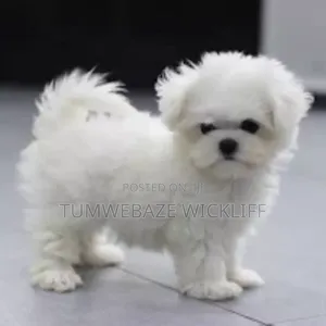 Photo - 1-3 months Male Purebred Maltese