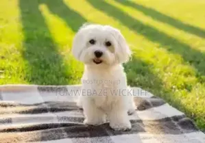 1-3 months Male Purebred Maltese
