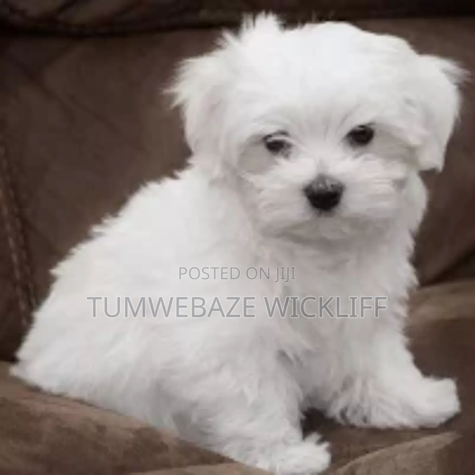 1-3 months Male Purebred Maltese
