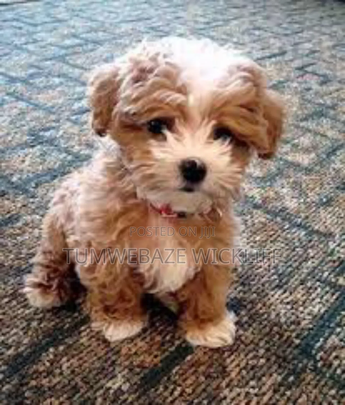 1-3 months Male Purebred Maltese