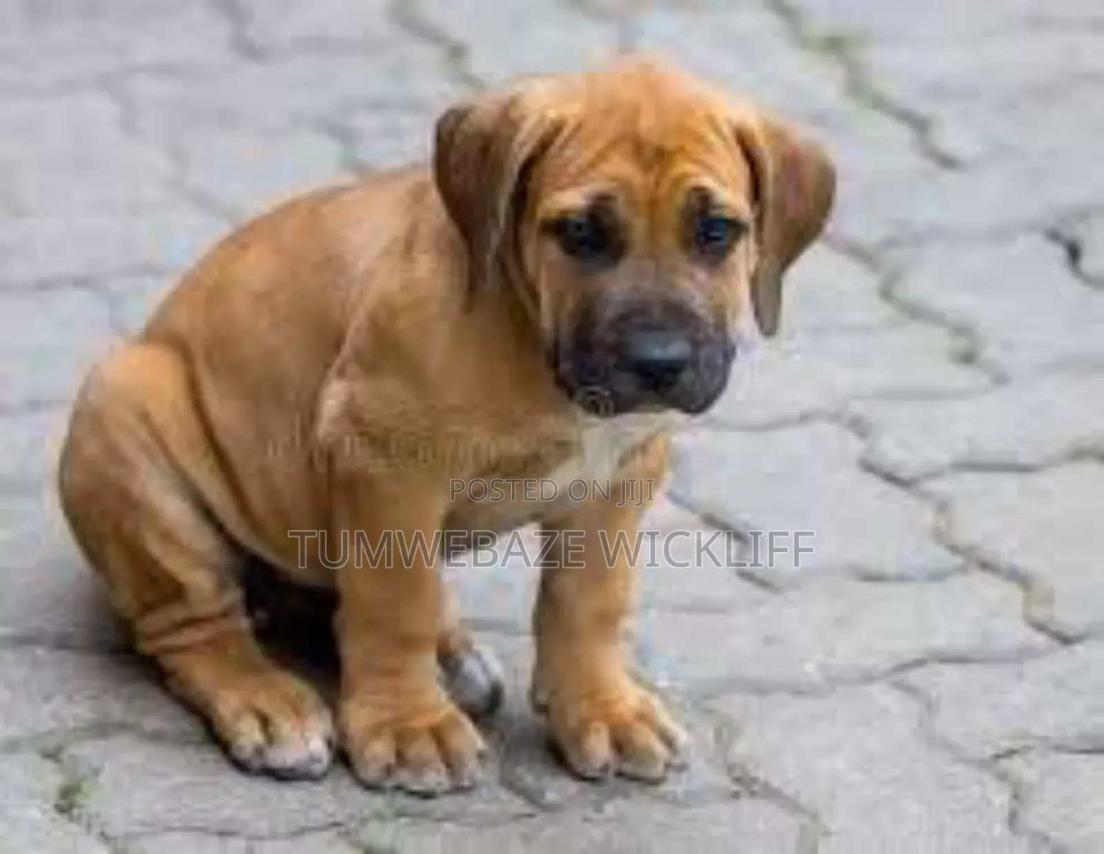 1-3 months Male Purebred Boerboel