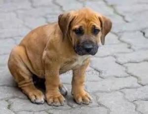 1-3 months Male Purebred Boerboel