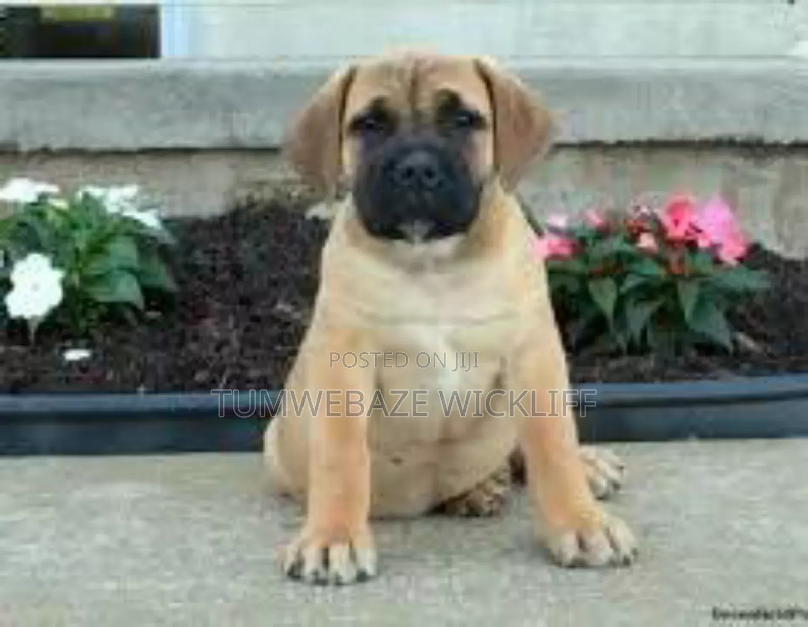 1-3 months Male Purebred Boerboel