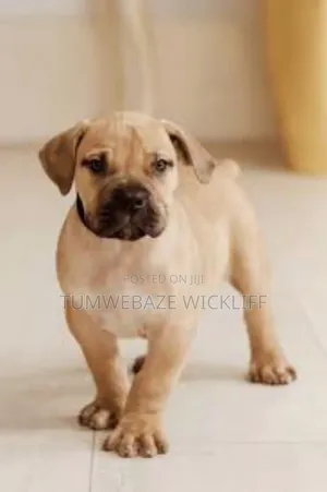 1-3 months Male Purebred Boerboel