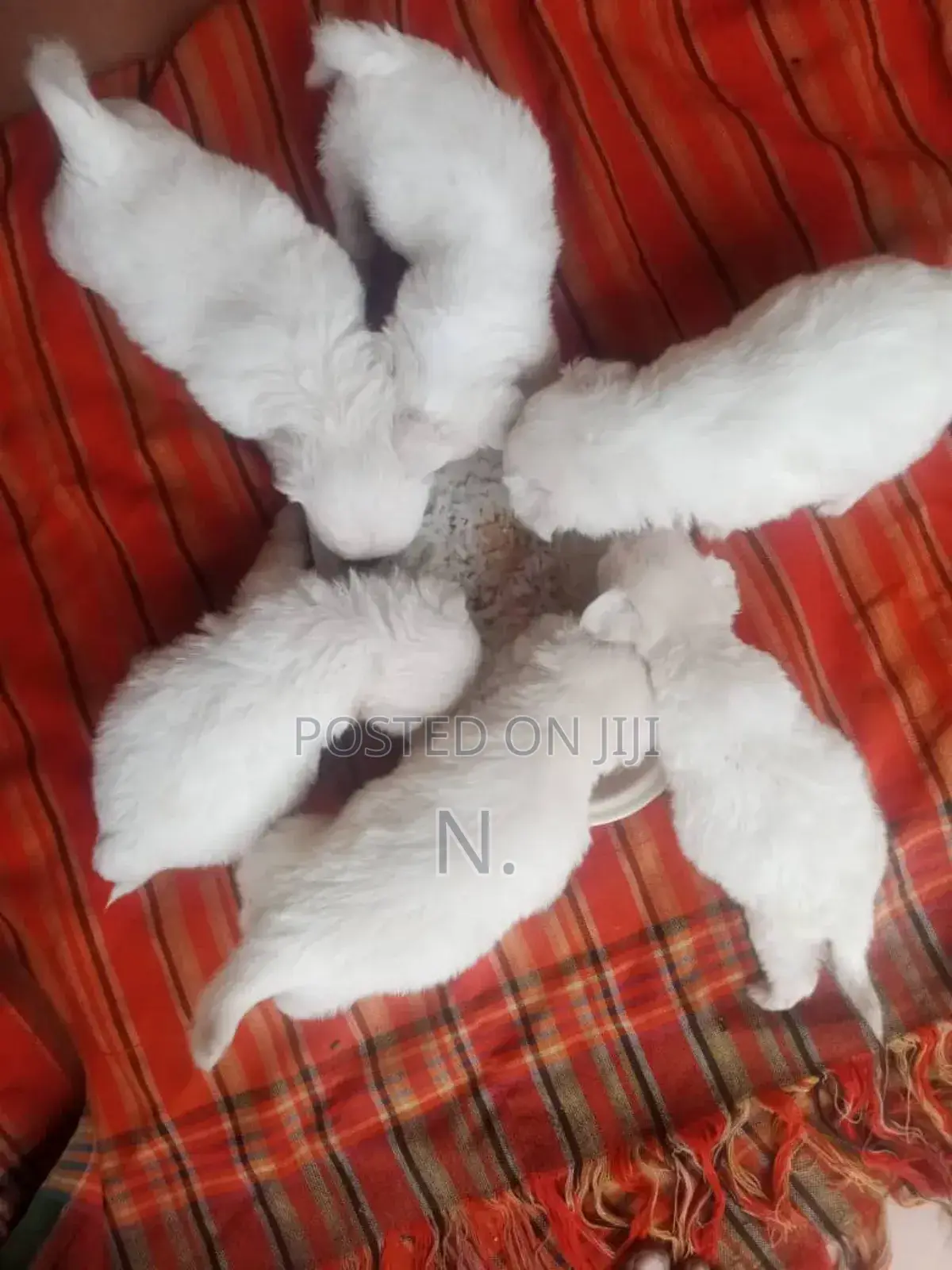 1-3 months Male Purebred Maltese